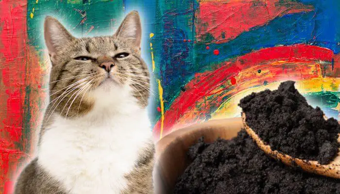 cat and coffee grounds