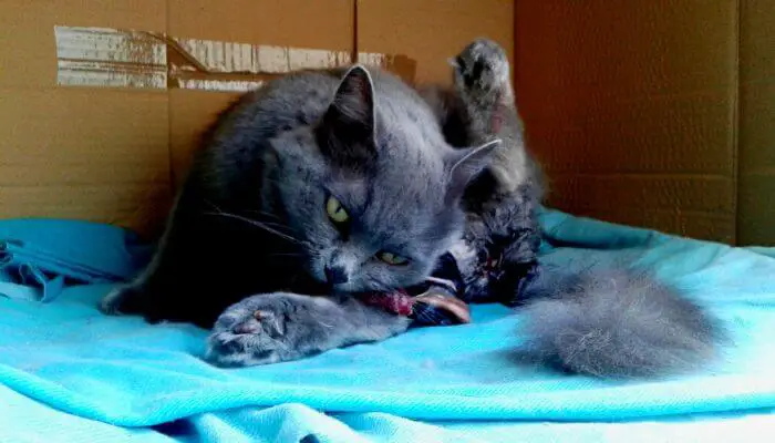 cat eating placenta