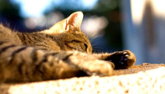 cat enjoying a warm spot outdoors