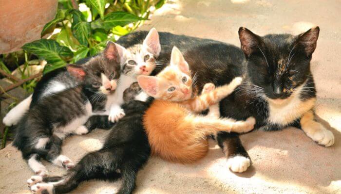 cat with many kittens