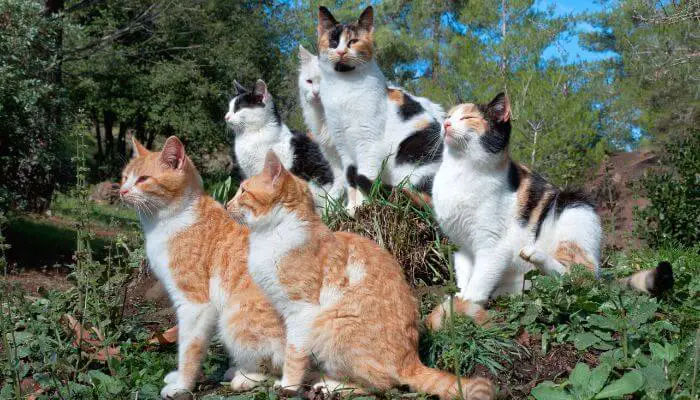 five cats in a garden