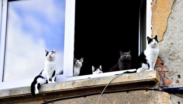 five cats on a window ledge