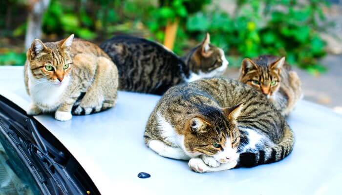 four cats on a car bonnet