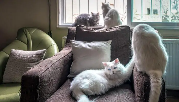 four cats on an armchair