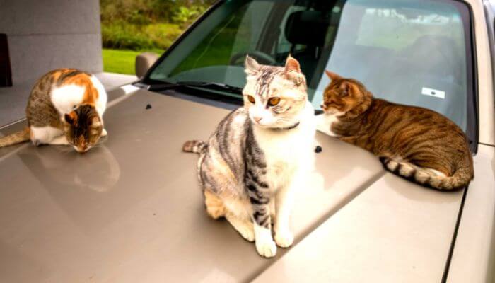 how to keep cats off your car