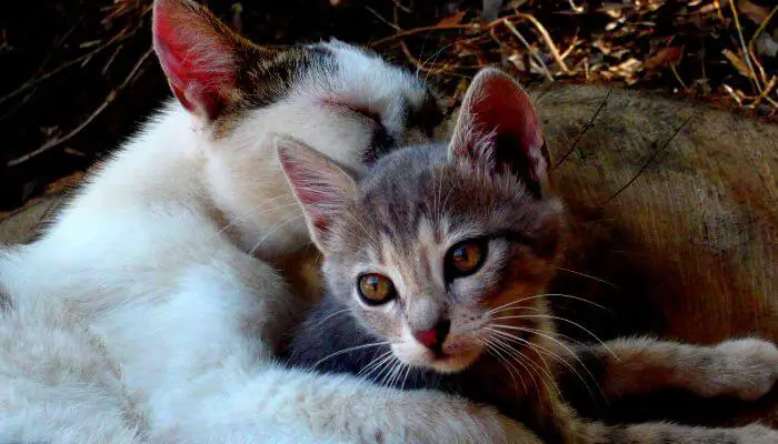 mother cat licking kitten