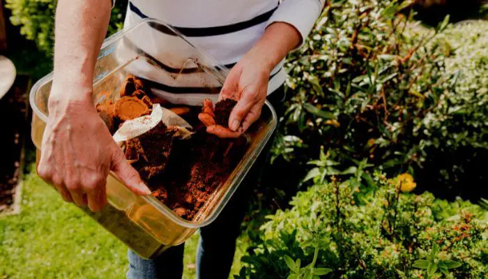 putting coffee grounds in the garden