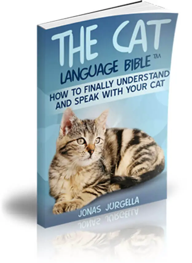 the-cat-language-bible-review