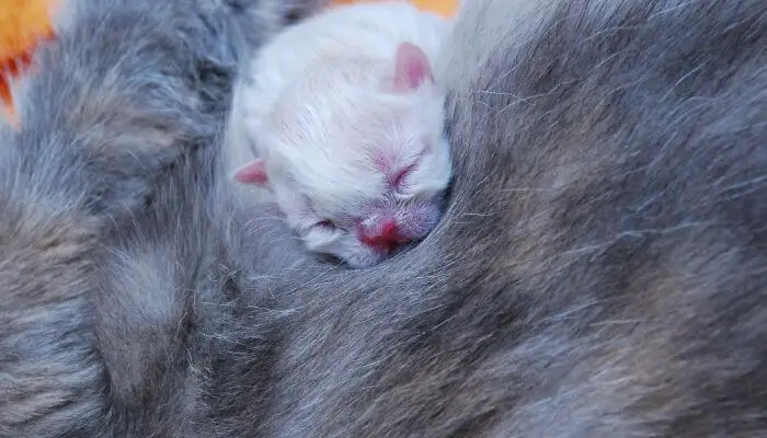 a tiny newborn kitten resting on it's mother