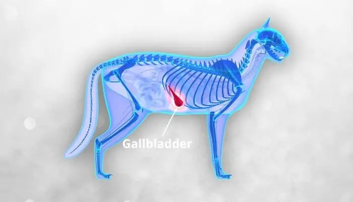 a cats gallbladder graphical illustration