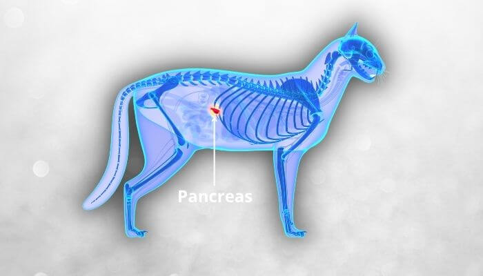 a render showing where a cat's pancrease is