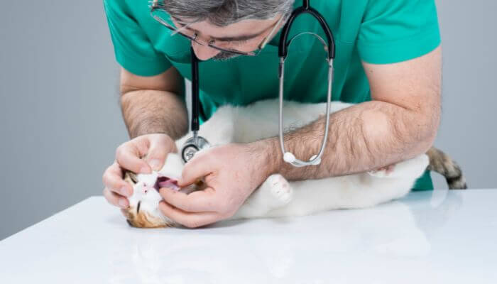 cat at vet