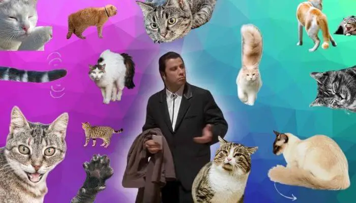 cat body language chart, john travolta with cats