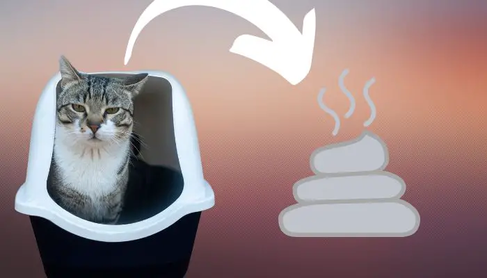 cat coming out of litter box next to grey cat poop illustration