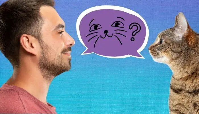 how to speak cat