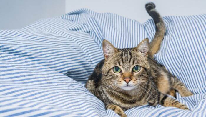 cat resting on a bed