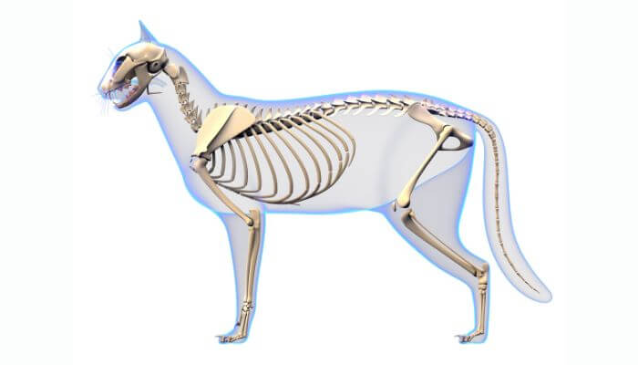 skeleton of a cat - graphics render