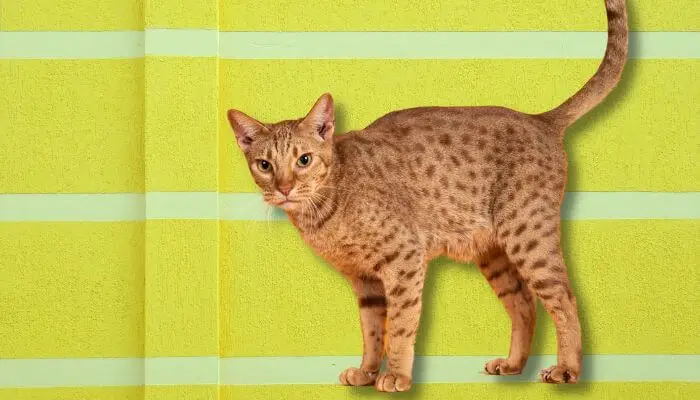 an ocicat on yellow background
