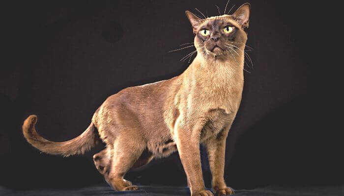 blonde burmese cat