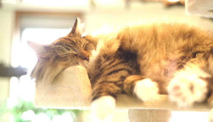 blonde norwegian forest cat