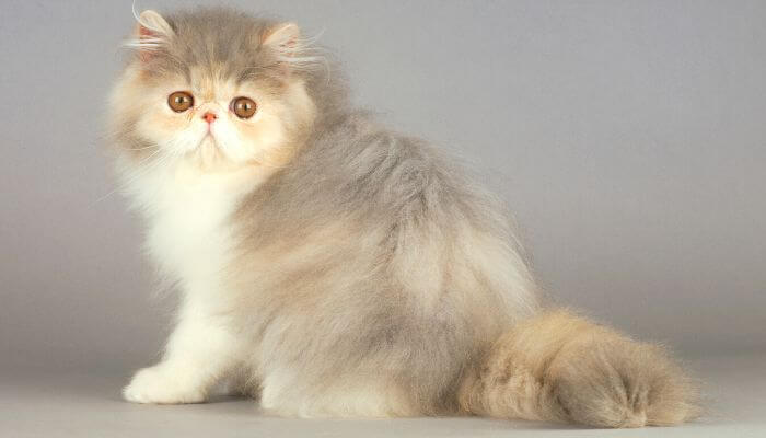 blonde persian cat