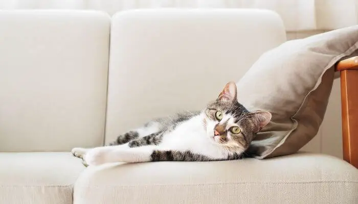 cat resting on sofa