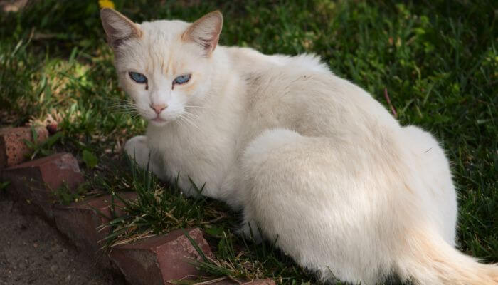 flame point siamese cat