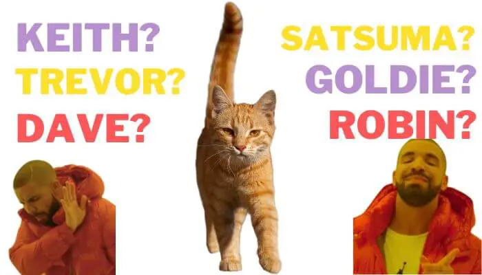 names-for-ginger-cats