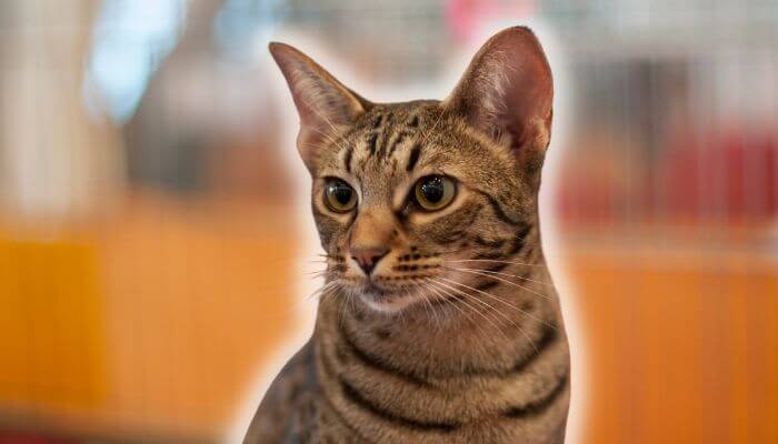 ocicat breed