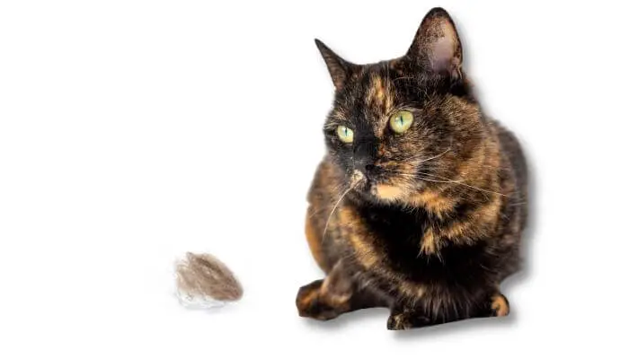 cat next to fur ball