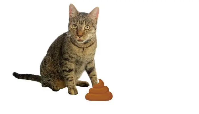 cat-considering-eating-poop
