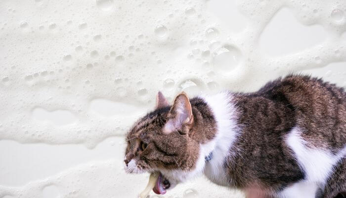 cat vomiting white foam