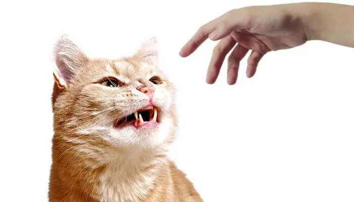 Are-ginger-cats-more-aggressive