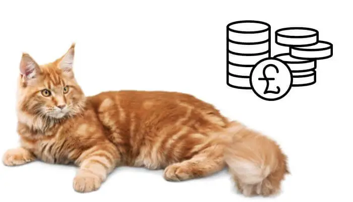How-much-do-ginger-cats-cost