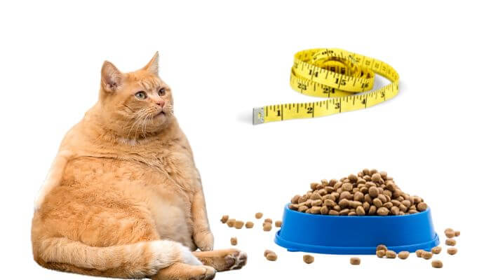 Why-are-ginger-cats-fat