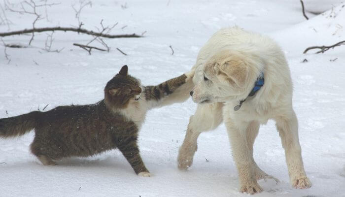 cat attacking dog