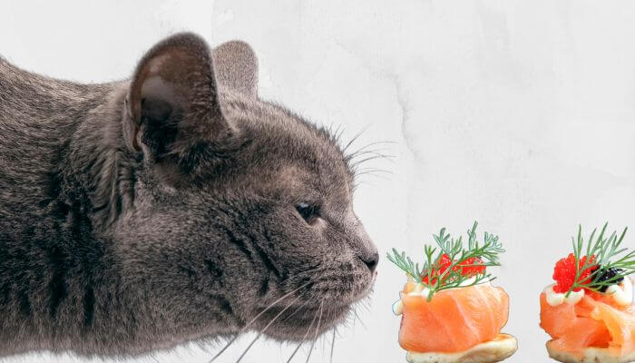 a grey cat sniffing some seasoned smoke salmon